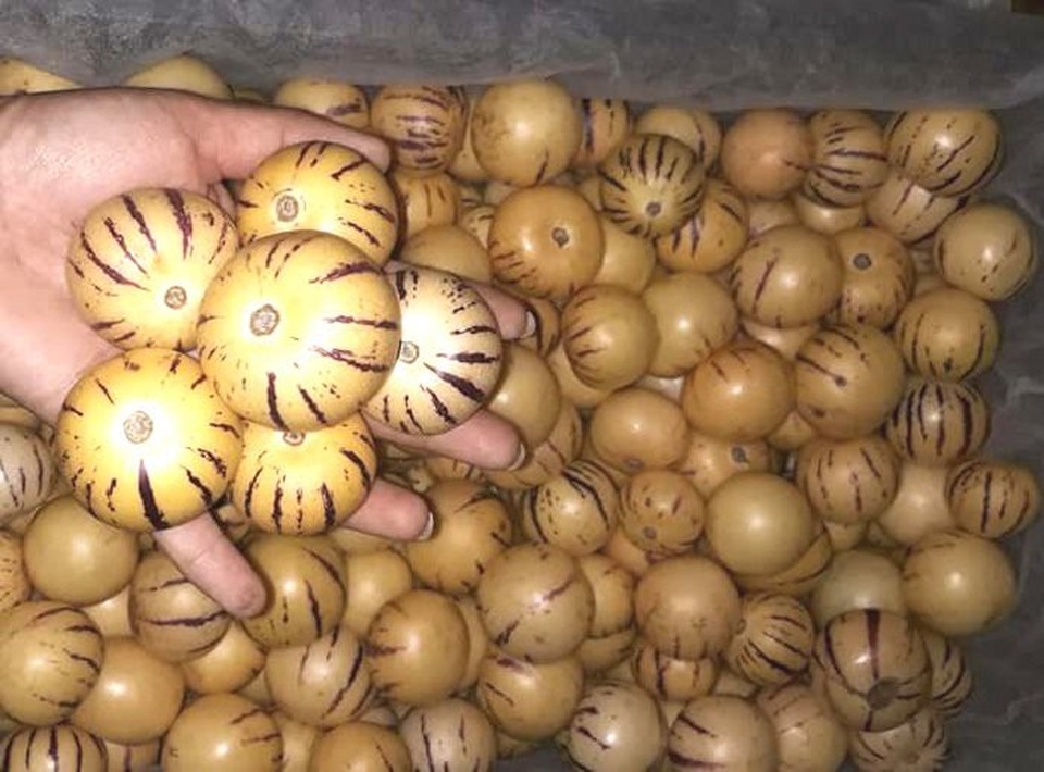 Bỏ quên nỗi lo hoa quả Trung Quốc, dân Việt tranh nhau mua ăn thử - 1
Các mối buôn bỏ sỉ tiết lộ, loại sâm sữa quả tròn bán trên thị trường hiện nay đều là hàng nhập từ Trung Quốc.