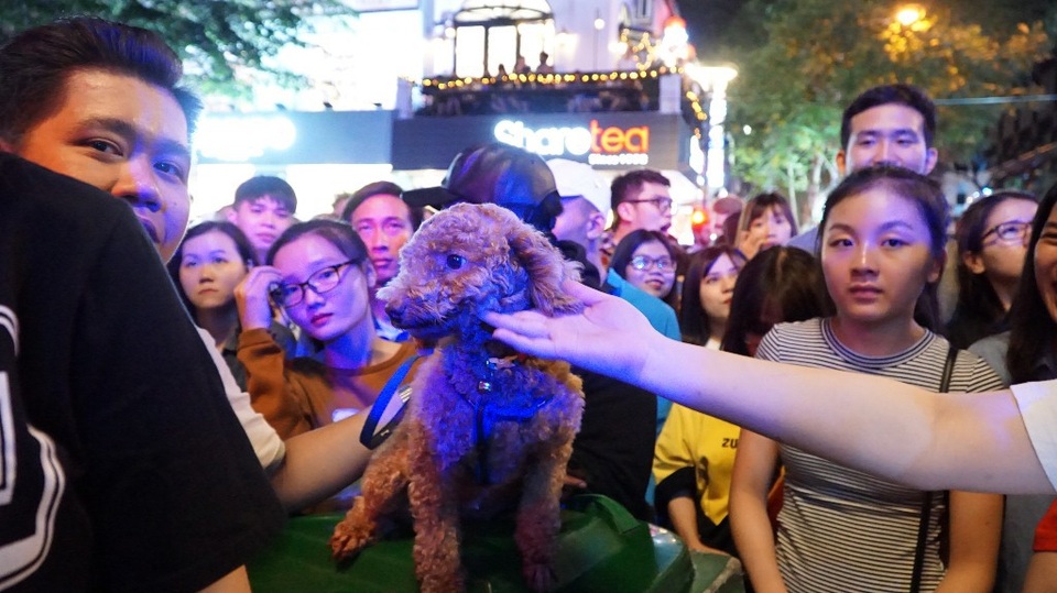 
Chú cún cưng này có lẽ là nhân vật hiếm hoi và đặc biệt nhất trong sự kiện nên rất được du khách quan tâm, chụp ảnh
