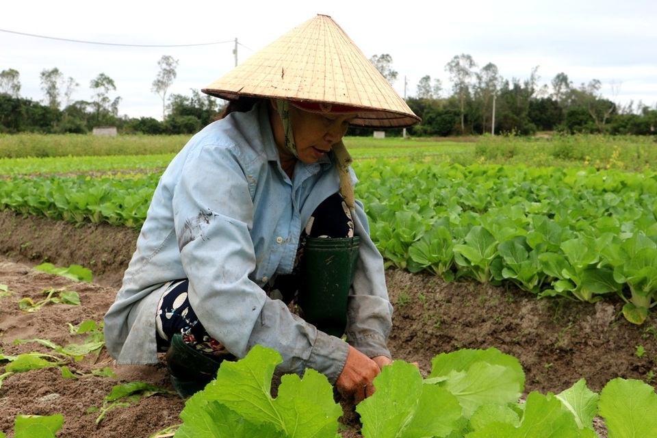 Làng rau vùng cát trắng tất bật vào vụ Tết - 2 Người dân đã “đánh thức” vùng cát trắng để có những luống rau xanh mơn mởn