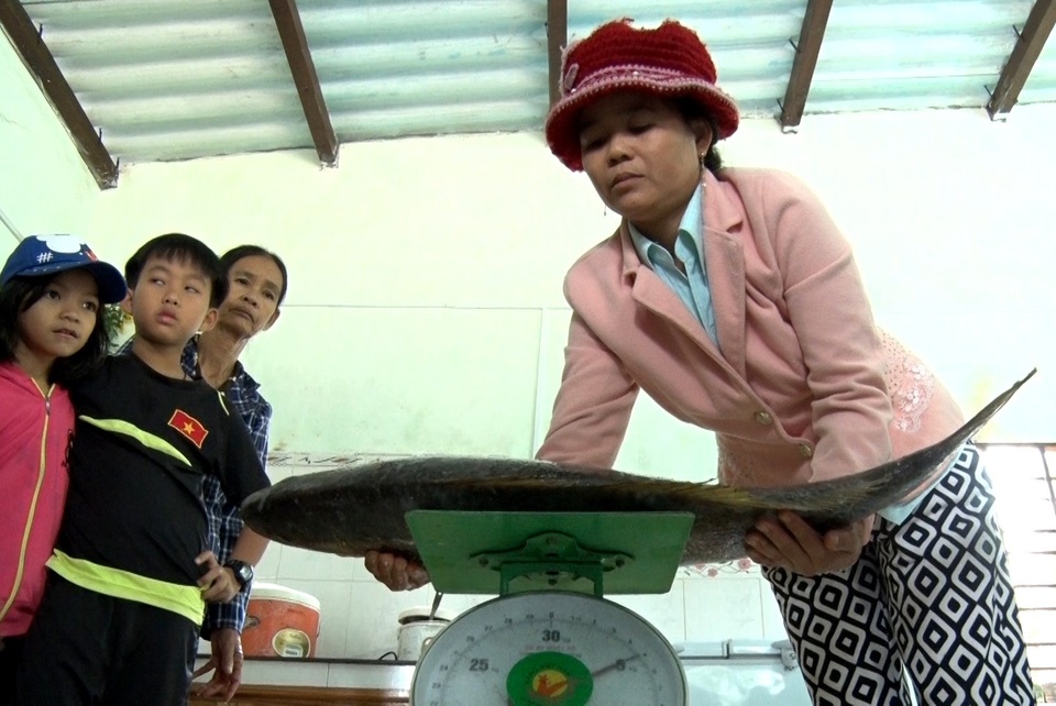Ngư dân bắt được cá lạ nghi cá sủ vàng - 2 Con cá lạ nghi cá sủ vàng của ngư dân dân bắt được, cân nặng khoảng 6kg
