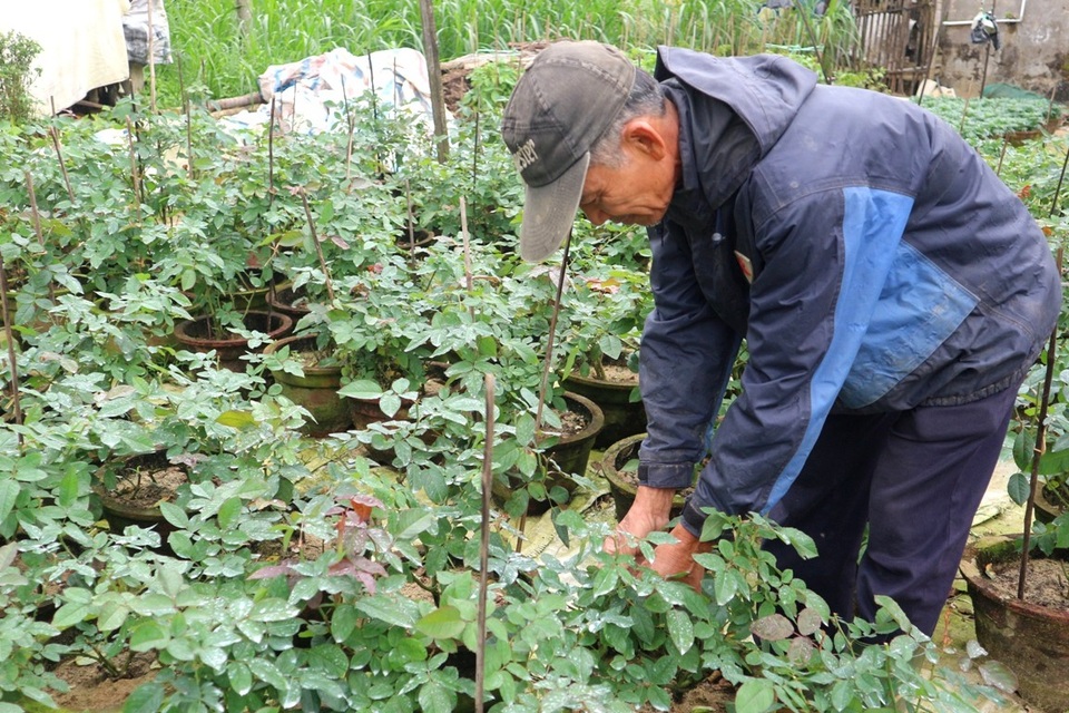 Do thời tiết diễn biến thất thường nên các chủ vườn khá lo lắng