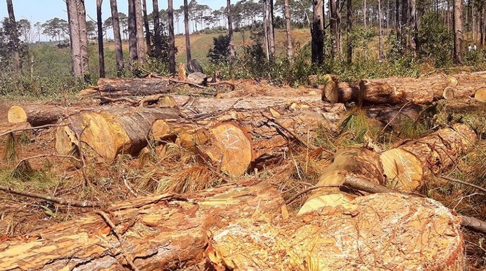 Lợi dụng dọn dẹp cây bụi, phá nát hàng trăm cây rừng cộng đồng - 2 Lợi dụng dọn dẹp cây bụi, phá nát hàng trăm cây rừng cộng đồng - 2