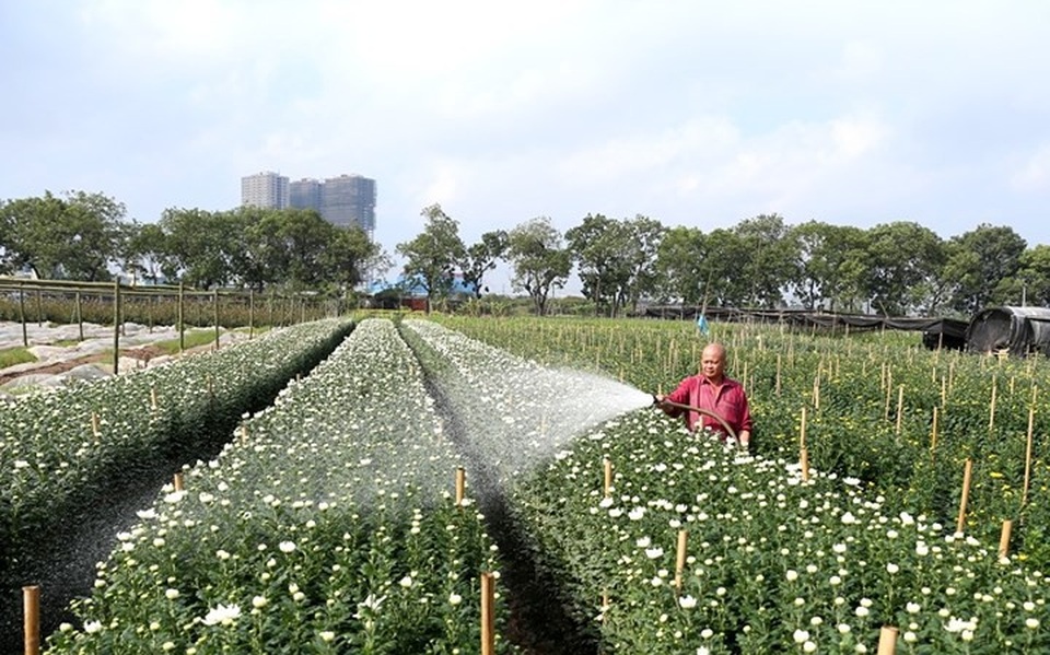 Làng hoa Tây Tựu bận rộn vào xuân - 1
Cánh đồng hoa làng Tây Tựu