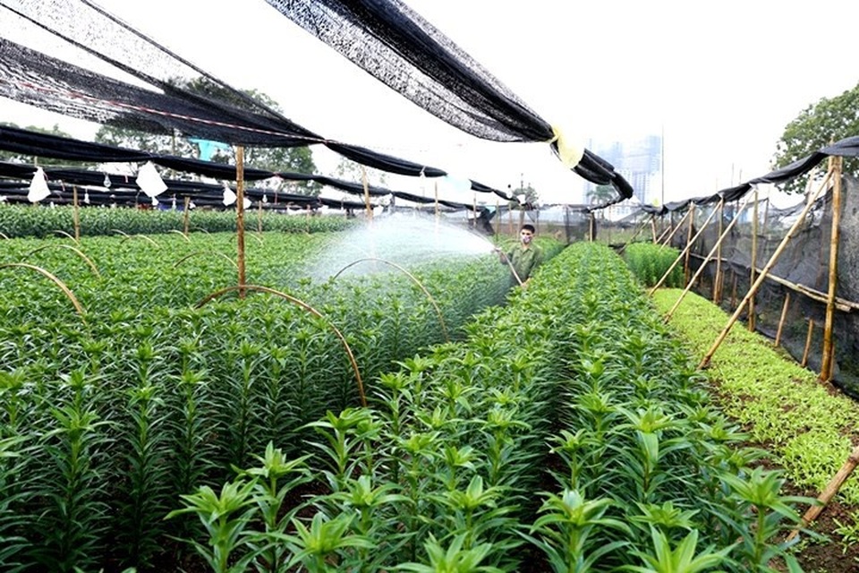 Làng hoa Tây Tựu bận rộn vào xuân - 3
Người dân đưa hoa ly giá trị cao vào trồng để cải thiện thu nhập.