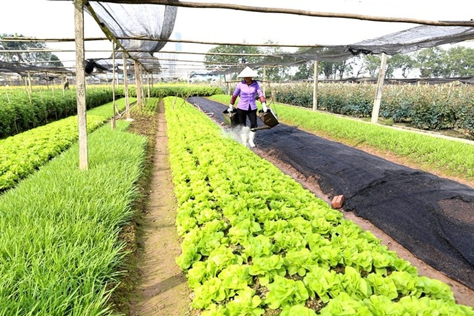 Làng hoa Tây Tựu bận rộn vào xuân - 7
Rau được trồng xen canh với hoa.