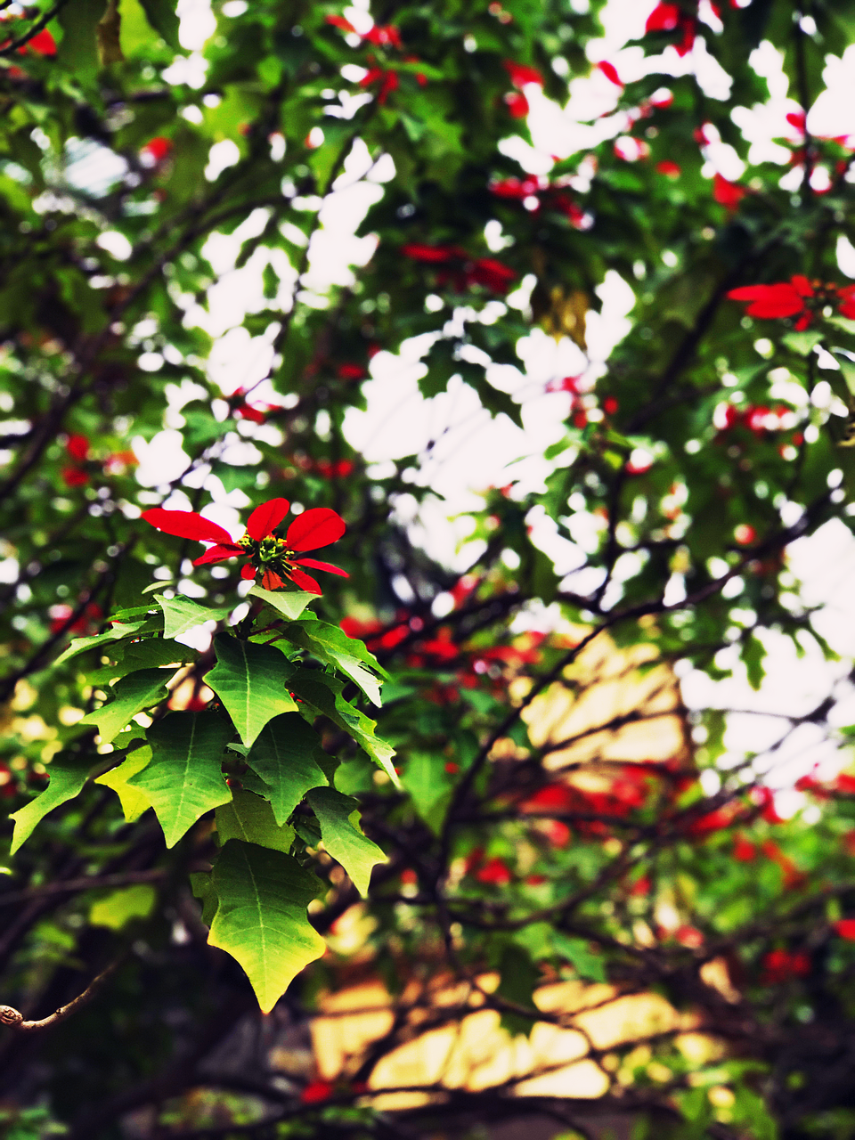 "Quê hương là chùm khế ngọt..." - 1