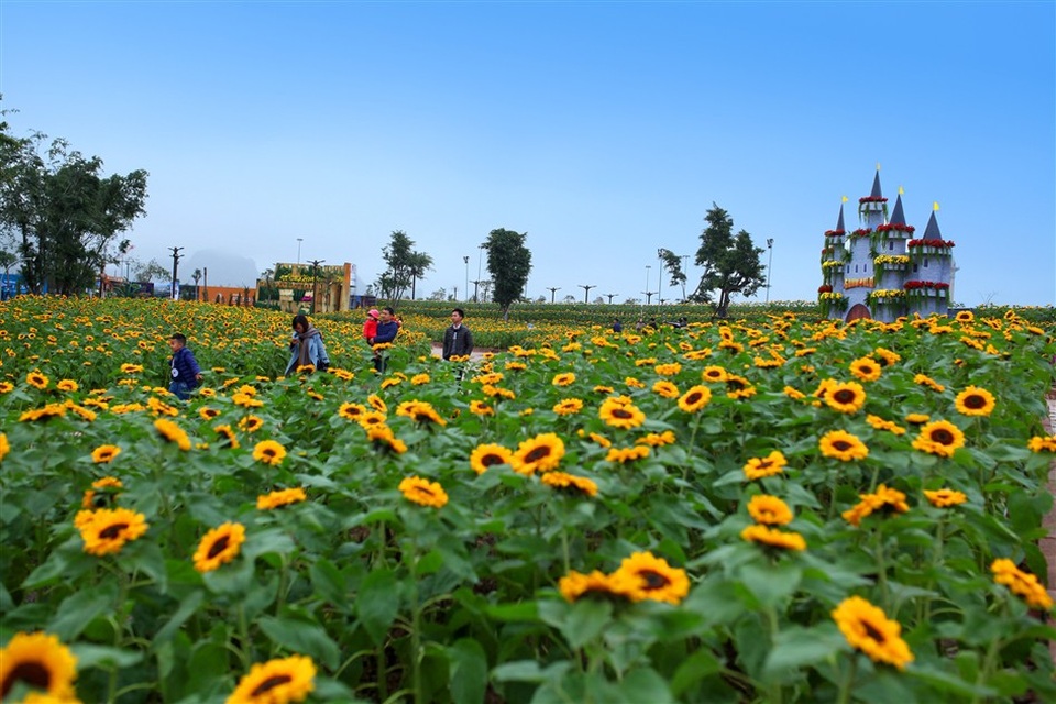 Thiên đường “sống ảo” miễn phí ngay cạnh vịnh Hạ Long hút hàng ngàn du khách - 3 Không cần phải ghen tị với các bạn trẻ ở Nghệ An, giờ đây ngay giữa Hạ Long các tín đồ “sống ảo” có thể check-in khu vườn hoa hướng dương rộng 1.500m2 và tha hồ khiến bè bạn ghen tị với những bức hình không thể chất và lãng mạn hơn nữa.