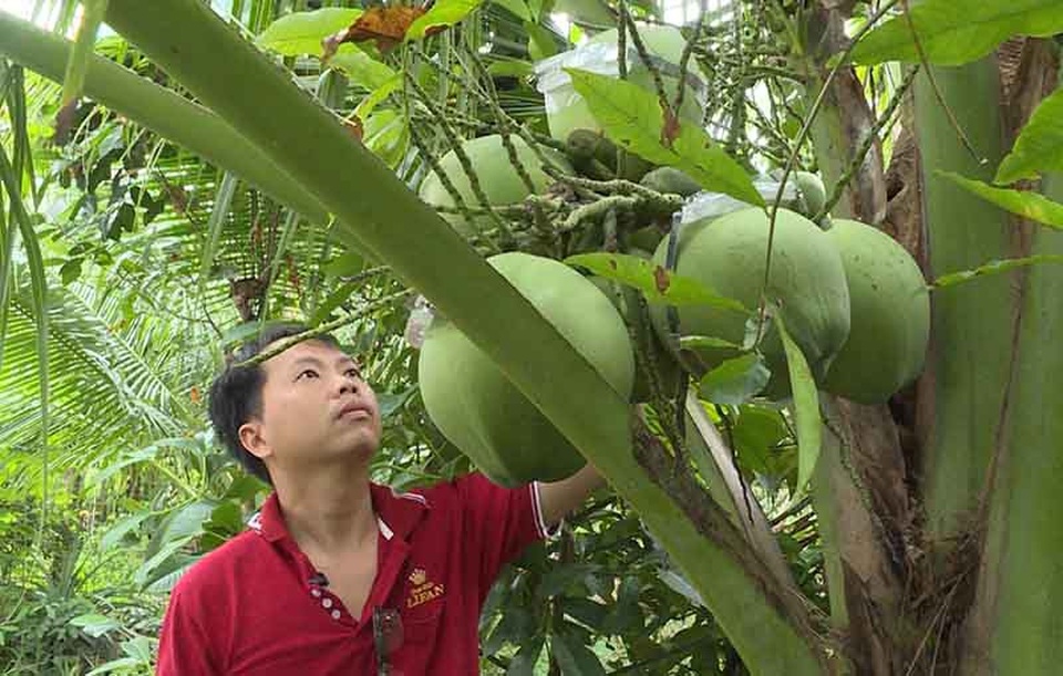 Vĩnh Long: Giảng viên trẻ thành công với nghề trồng dừa dứa hồ lô - 1 Chàng giảng viên trẻ bên vườn dừa dứa của mình