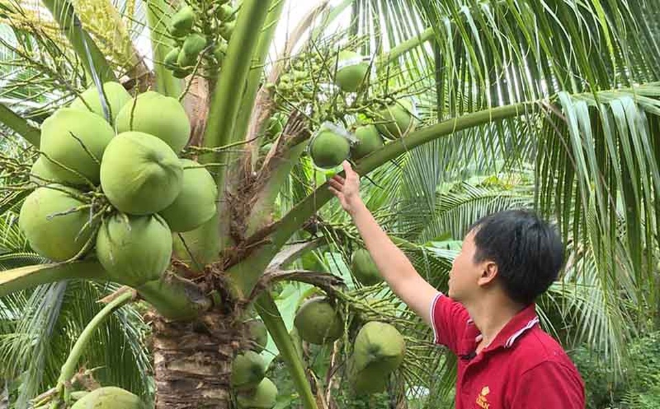 Vĩnh Long: Giảng viên trẻ thành công với nghề trồng dừa dứa hồ lô - 2 Anh Tuấn cho biết: Trong năm đầu làm thì 10 trái hư hết 9 trái rồi, đến cuối năm 2016 tôi chỉ làm thành công được hơn chục trái nhưng chưa đẹp lắm nên không bán mà chỉ cho người thân và hàng xóm
