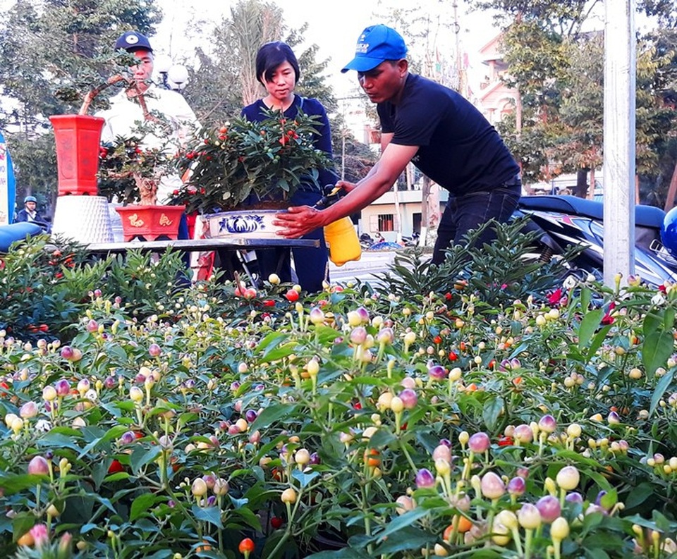 Ớt bảy màu quả chi chít “lạ mắt”, giá bình dân hút khách chơi Tết - 2 Anh Bùi Thanh Huy, người bán ớt nhiều màu ở chợ hoa trên đường Nguyễn Tất Thành (TP Quy Nhơn) cho biết: “Năm nay, tôi lấy 1.200 chậu ớt kim, ớt bi nhiều màu sắc, hoa bi bi… Giá bình quân một chậu ớt bi chỉ khoảng 120 - 150 ngàn đồng, phù hợp túi tiền người dân nên bán chạy hơn.
