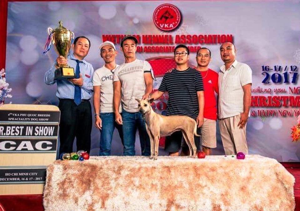 Chó Phú Quốc - Giống chó tinh khôn và đa tài - 1
Anh Sơn tham gia cuộc thi dogshow ở TP. HCM, trong cuộc thi này có 40 chú chó tham gia và chú chó Phú Quốc của anh vinh dự đạt giải Nhì tại cuộc thi.
