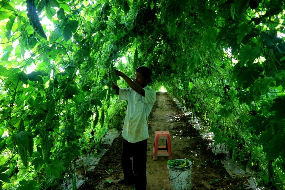 Nông dân hối hả thu hoạch vụ rau quả để kịp phục vụ thị trường Tết