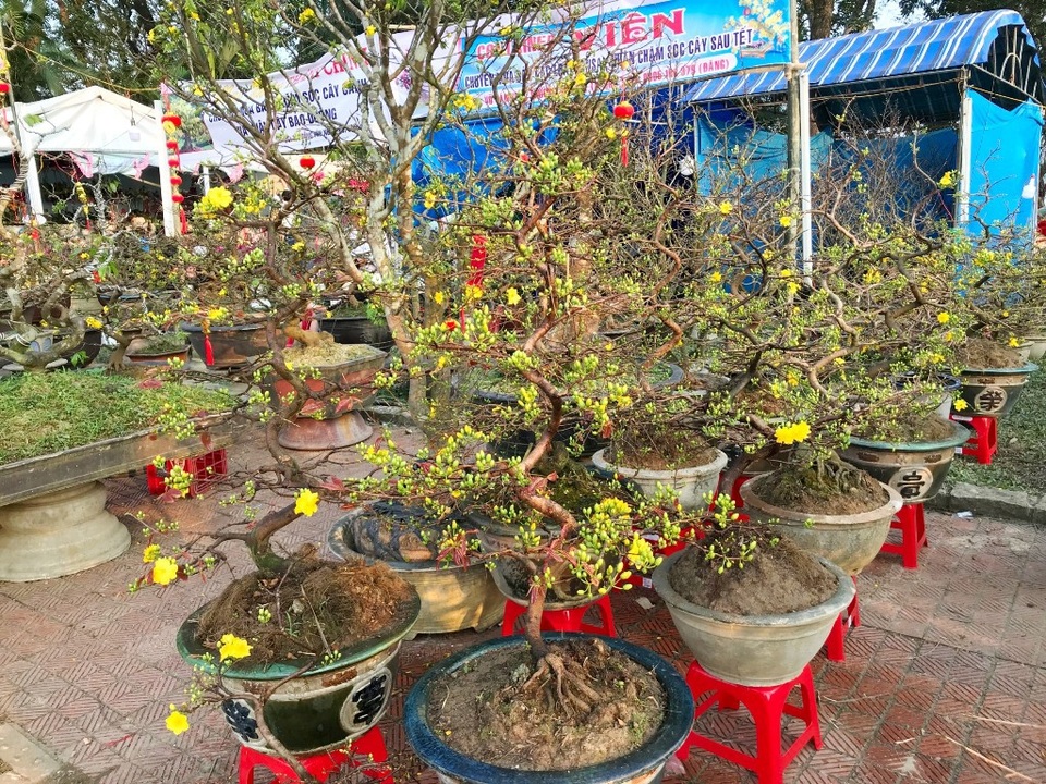 Hoa mai với đủ mọi hình dáng, kích thước đang được bày bán tại Phu Văn Lâu