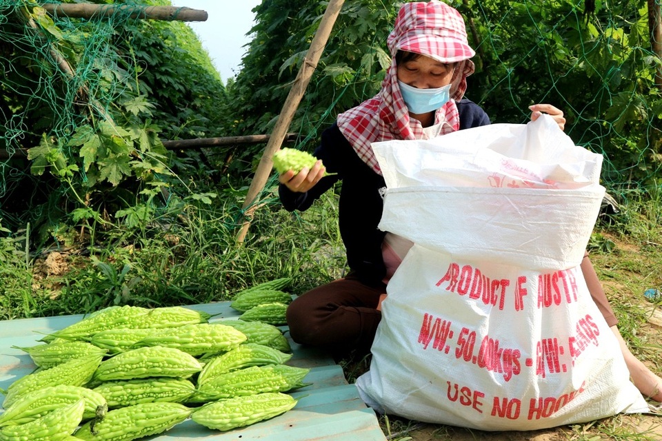 Do ảnh hưởng thời tiết nên sản lượng không cao, tuy nhiên bù lại giá cả thị trường tăng hơn ngày thường nên nông dân rất phấn khởi