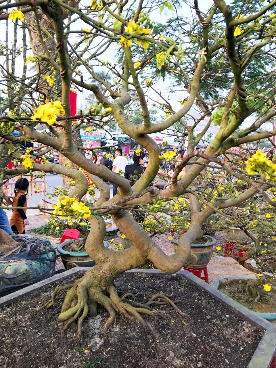 Cận cảnh thân và gốc mai độc, lạ có một không hai