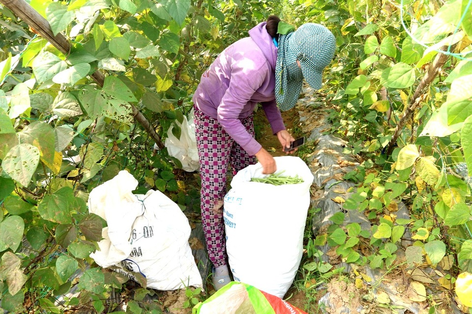 Sau khi thu hái xong cho vào bao người dân sẽ điện thương lái đến chở đi