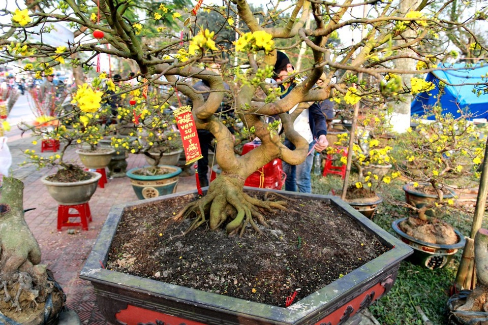 Những cây mai Huế giá cao