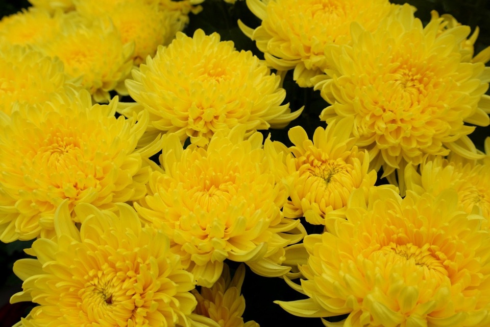 Ngập tràn sắc xuân ở phố cổ Hội An - 3