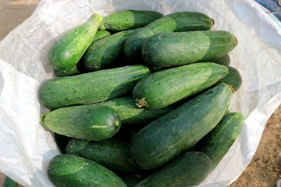 
Giá các loại rau quả đang tăng từ 1,5-2 lần so với giá ngày thường, riêng dưa leo lại giảm chỉ còn 5 ngàn đồng/kg
