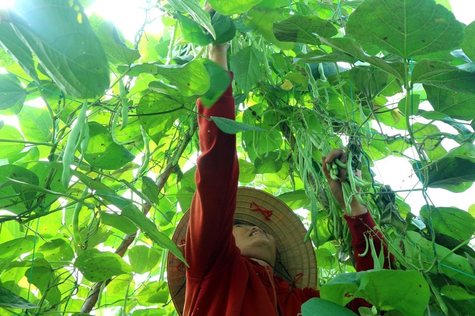 
Năm nay người dân cũng phấn khởi hơn, dù có lũ (11/2017) nhưng người dân vẫn tái sản xuất được; năm trước lũ muộn (12/2016) làm hư hại vùng rau Tết khiến nông dân thất thu
