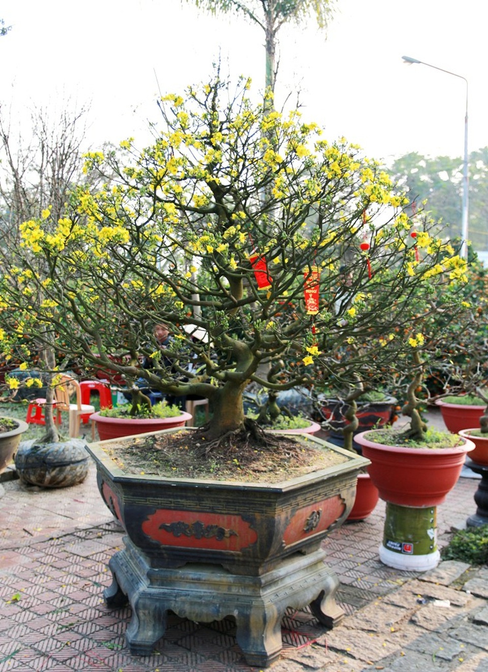 Cây mai có giá 120 triệu đồng cũng có tuổi đời gần 30 năm