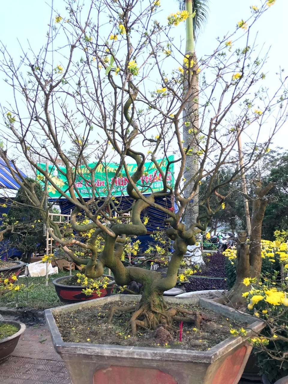 Với tuổi đời hơn 20 năm, cây mai này cũng có giá 150 triệu đồng