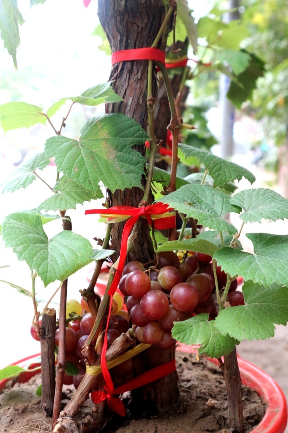 Ngập tràn sắc xuân ở phố cổ Hội An - 5