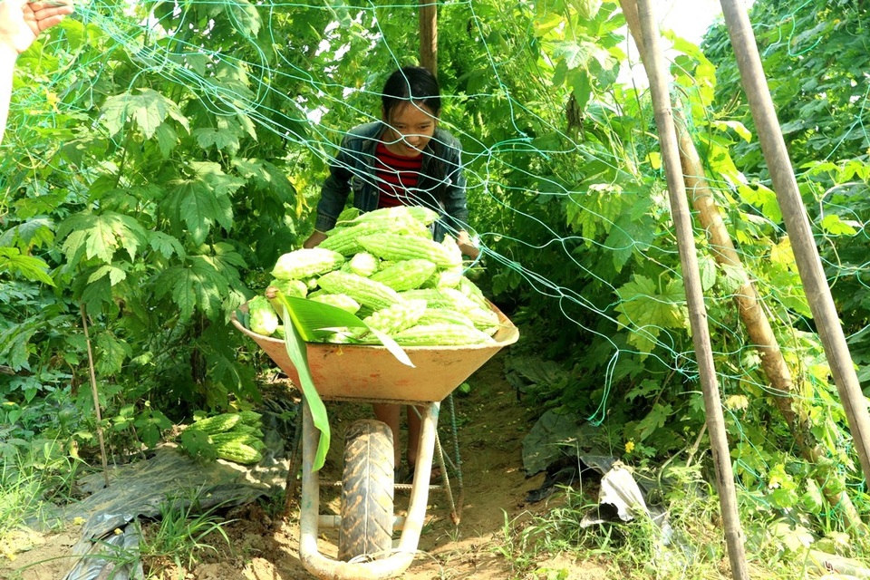 Nông dân hối hả thu hoạch rau quả phục vụ Tết - 6