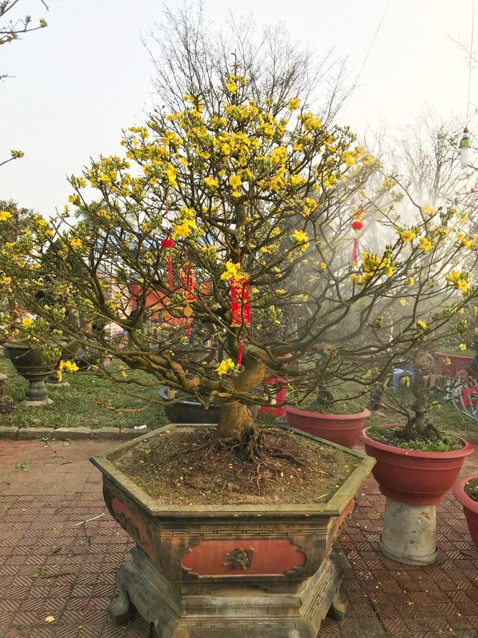 Cây mai 19 năm tuổi được bán với giá 90 triệu đồng
