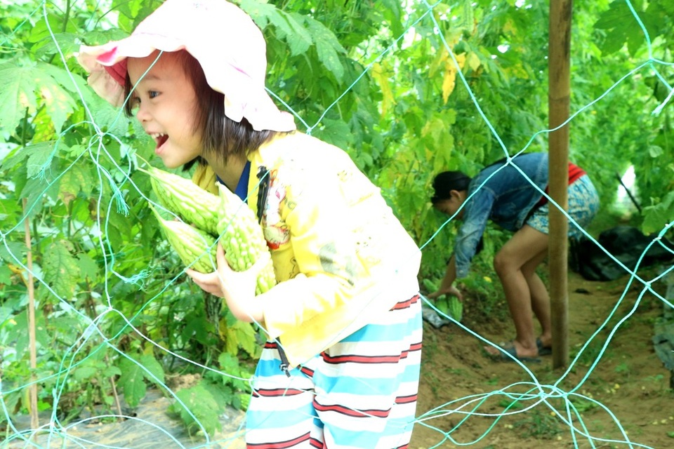 Được nghỉ Tết nên các em nhỏ cũng phụ giúp cha mẹ thu hoạch, nhiều gia đình có con học hành, làm việc ở xa về quê “ăn Tết” cũng được huy động ra phụ giúp