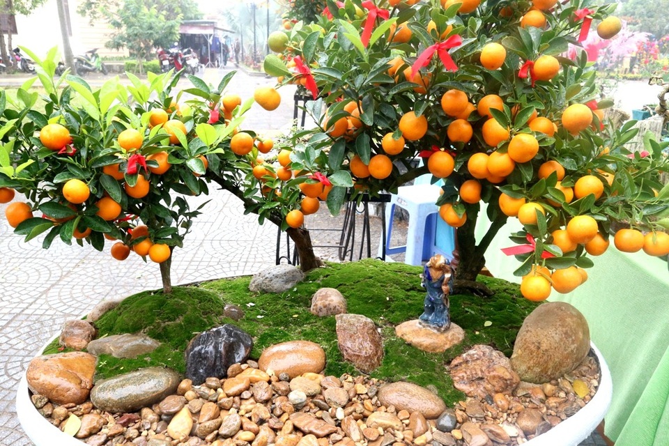 Ngoài các loại cây truyền thống dịp Tết như quất cảnh, hoa cúc, thược dược… thì nhiều chậu cảnh hình thù bắt mắt, xinh xắn cũng được người dân quan tâm, lựa chọn
