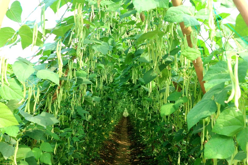 Để kịp thu hoạch có gia đình còn dựng cả chòi canh hoặc mang theo chiếu trải dưới các giàn rau củ rồi ăn trưa luôn tại ruộng để kịp thu hái