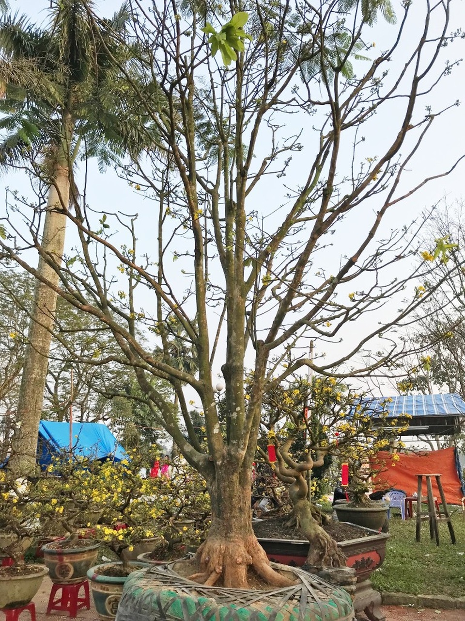 Gốc mai này cũng có giá 250 triệu đồng với tuổi hơn gần 100 năm