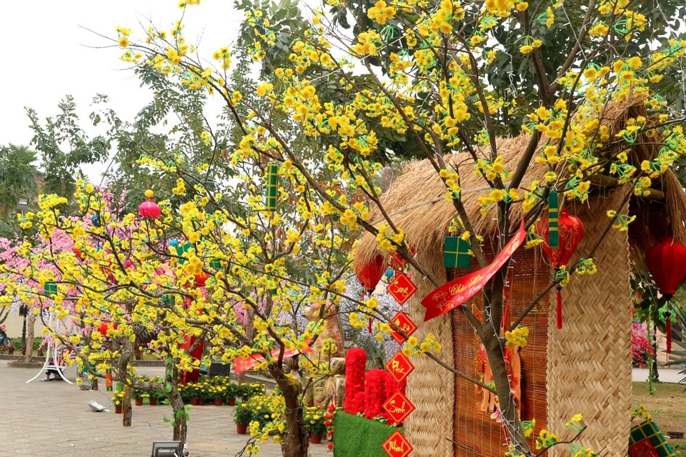 Ngập tràn sắc xuân ở phố cổ Hội An - 8