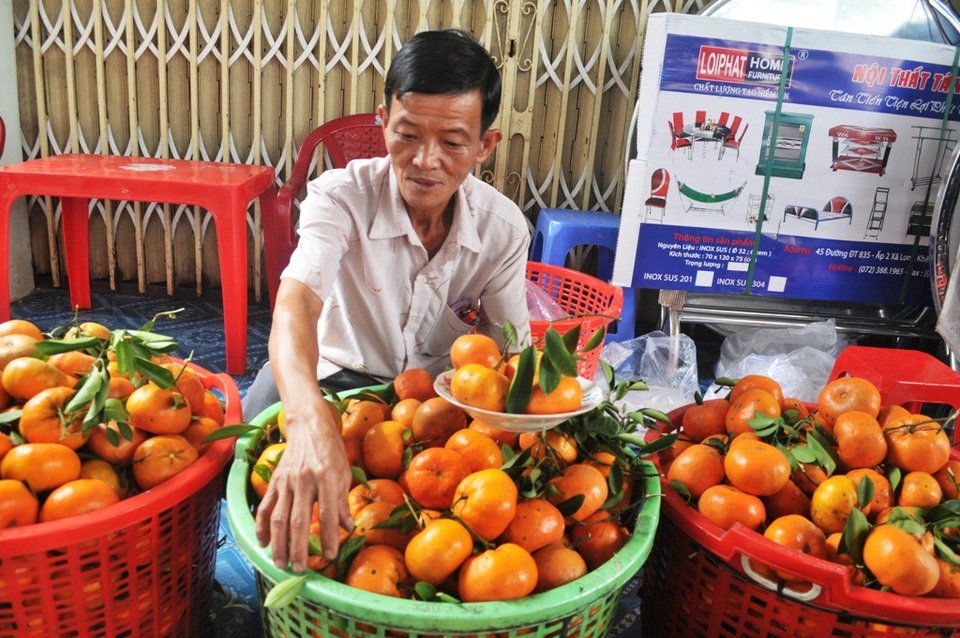 Cận tết… điểm tham quan quýt hồng “vỡ trận” - 5 Ông Hai Kiệt - chủ vườn quýt hồng đang lựa những trái quýt ngon đãi khách. Theo ông, những ngày thứ 7, chủ nhật ông phải thuê thêm 10 người để phục vụ du khách