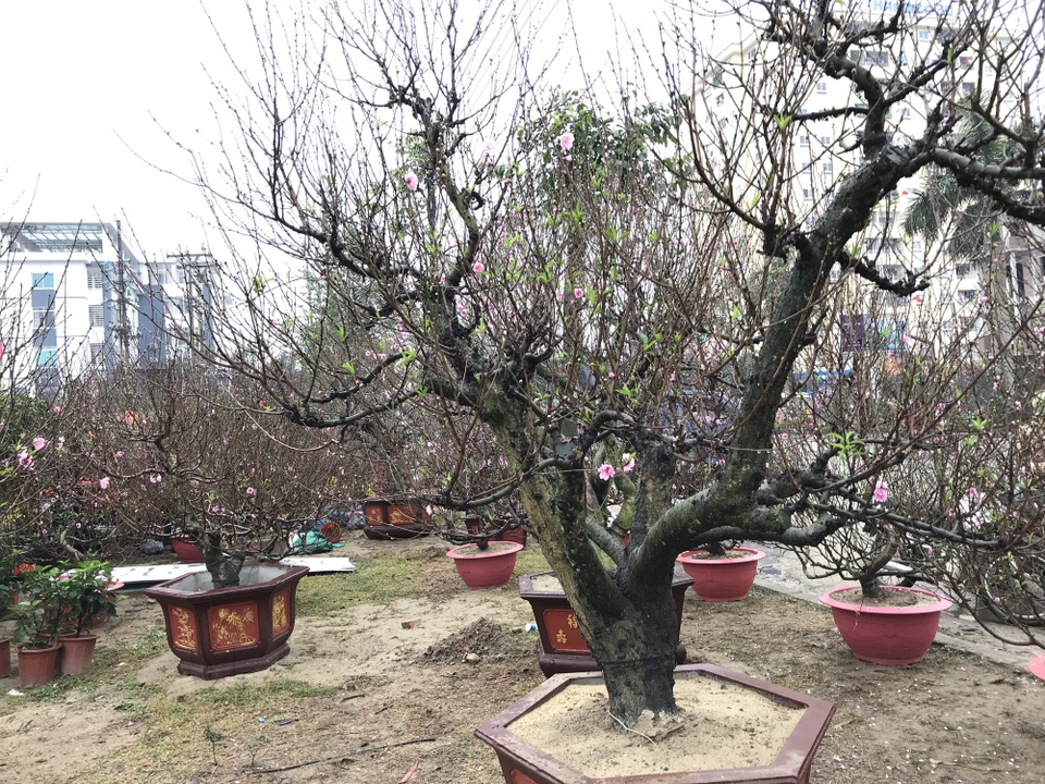 Người dân đội mưa, chịu rét ra tận lề đường “tiếp thị” sắc xuân - 8 Đào cổ thủ vẫn không có khách đến xem.