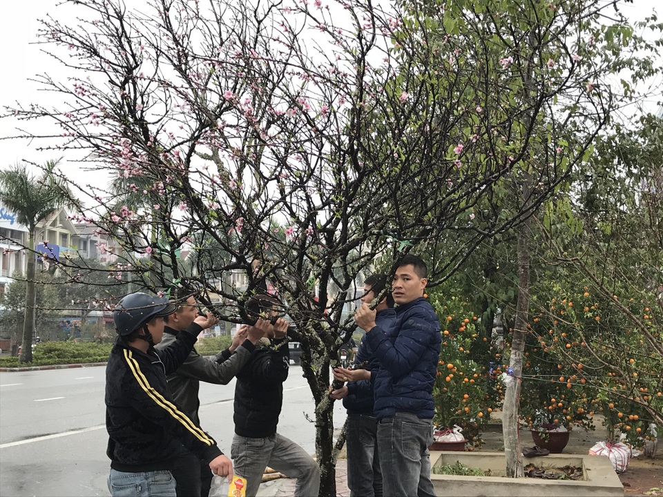 Người dân đội mưa, chịu rét ra tận lề đường “tiếp thị” sắc xuân - 4 Một nhành đào đá vượt hàng trăm km đã có mặt tại hội hoa xuân.