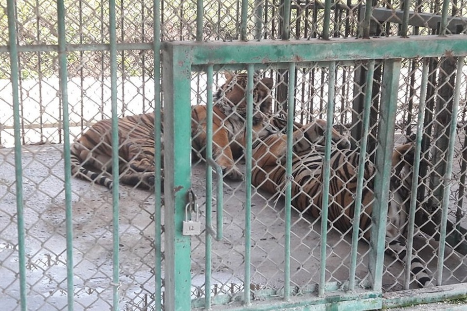Máu thú hoang, từ vạc lửa đến “đỉnh trời”: Sự thật thảm thiết dưới đáy nồi - 1
Ít nhất chúng tôi chứng kiến 30 con hổ được nuôi nhốt ở khu vực Tam Giác Vàng, trên đất Lào, giáp Thái Lan và Myanmar (ảnh chụp ngày 7.2.2018)