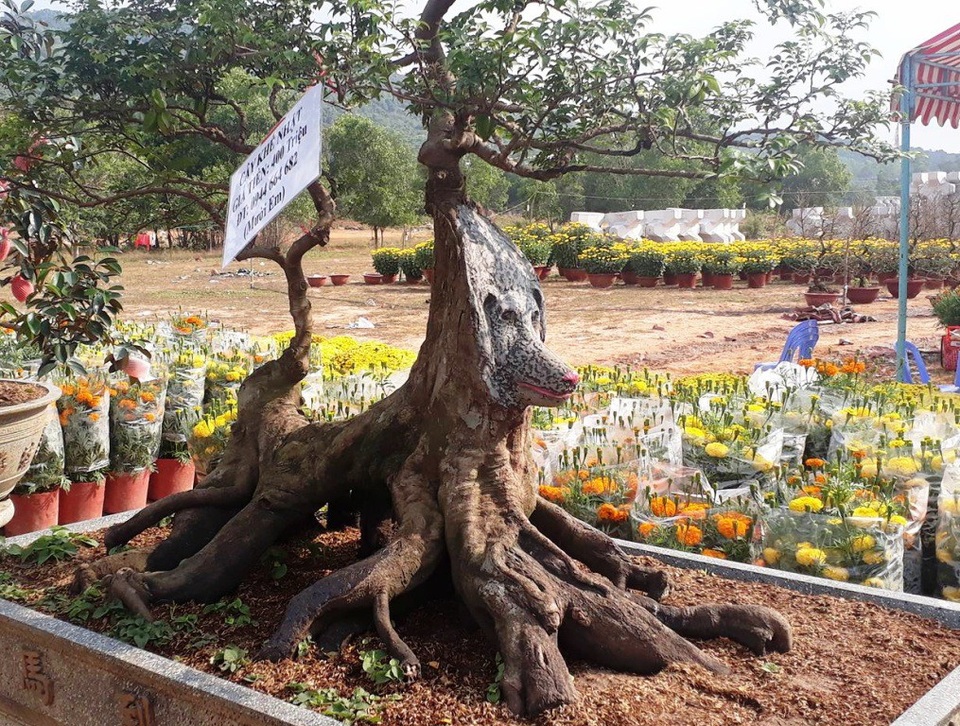 Cây khế cảnh hình chó giá 400 triệu đồng - 3
Cây khế mang hình chú chó.