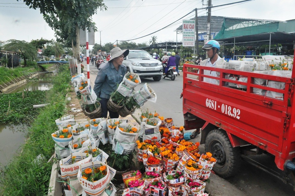 Từ làng quê ra phố ngập tràn sắc Xuân - 9 Không khí làm việc của các hộ trồng hoa ở Làng hoa Sa Đéc luôn tất bật thế này