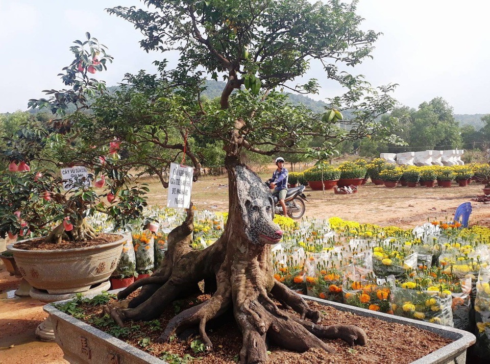 Cây khế cảnh hình chó giá 400 triệu đồng - 1
Cây Khế của ông Mến như một con chó đang ngồi...