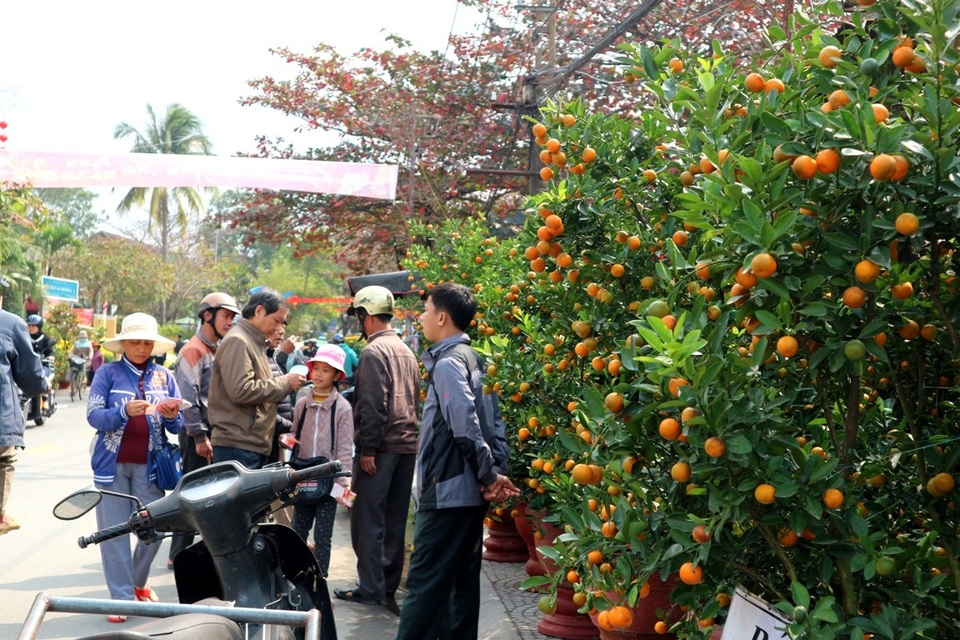 Hội An: Hoa Tết tăng giá, sức mua giảm - 3 Hội An: Hoa Tết tăng giá, sức mua giảm - 3