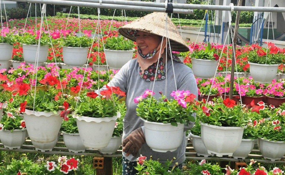 Từ làng quê ra phố ngập tràn sắc Xuân - 3
Các hộ trồng hoa vui vẻ cho biết, hoa năm nay tươi tốt, bán được giá cao, bà con phấn khởi ăn tết