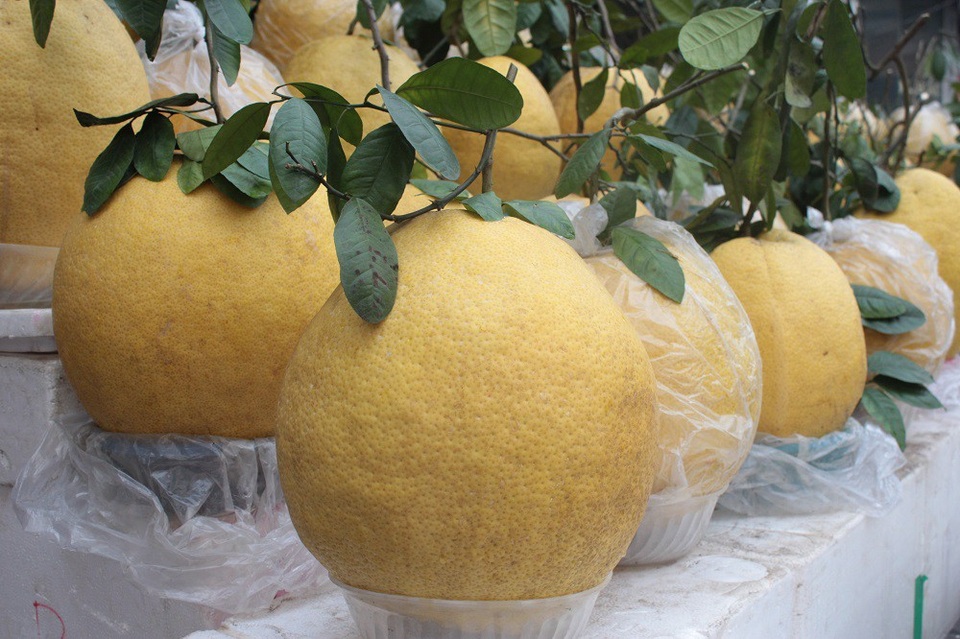 Độc đáo bưởi “khổng lồ” 10kg, giá bạc triệu một quả ở Hà Nội - 5 Bưởi được bọc trong túi bóng, còn nguyên cuống lá xanh non, nảy lộc