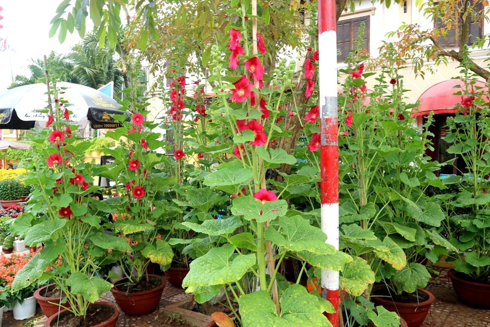 Hội An: Hoa Tết tăng giá, sức mua giảm - 6
Mãn đình hồng rất hiếm do thời tiết thất thường, hư hại nhiều và không ra hoa