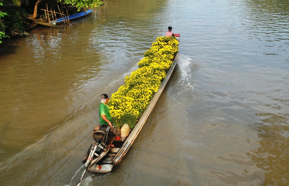 Từ làng quê ra phố ngập tràn sắc Xuân - 7 Người dân miền Tây dùng vỏ lãi, chẹt... chở hoa về phố