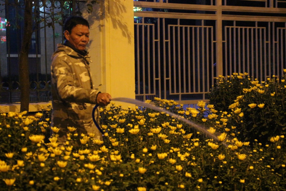 
Anh Toàn đang chăm sóc cho chậu hoa cúc của mình
