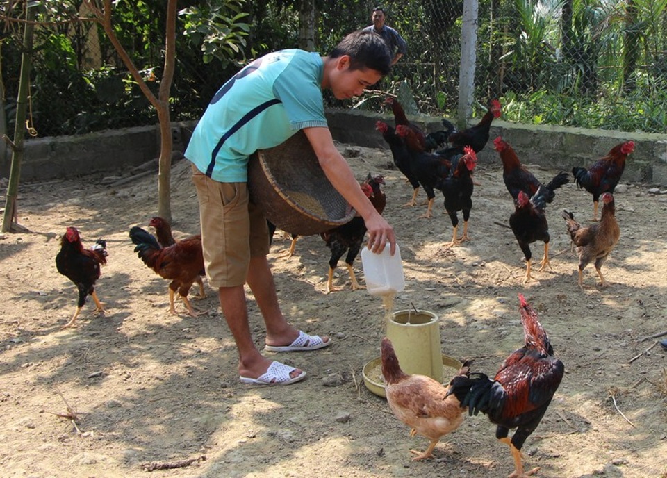 Cuối năm: Kiếm hàng trăm triệu nhờ nuôi gà... dưới đệm lót sinh học - 1 Anh Lê Văn Hán chăm sóc đàn gà của mình