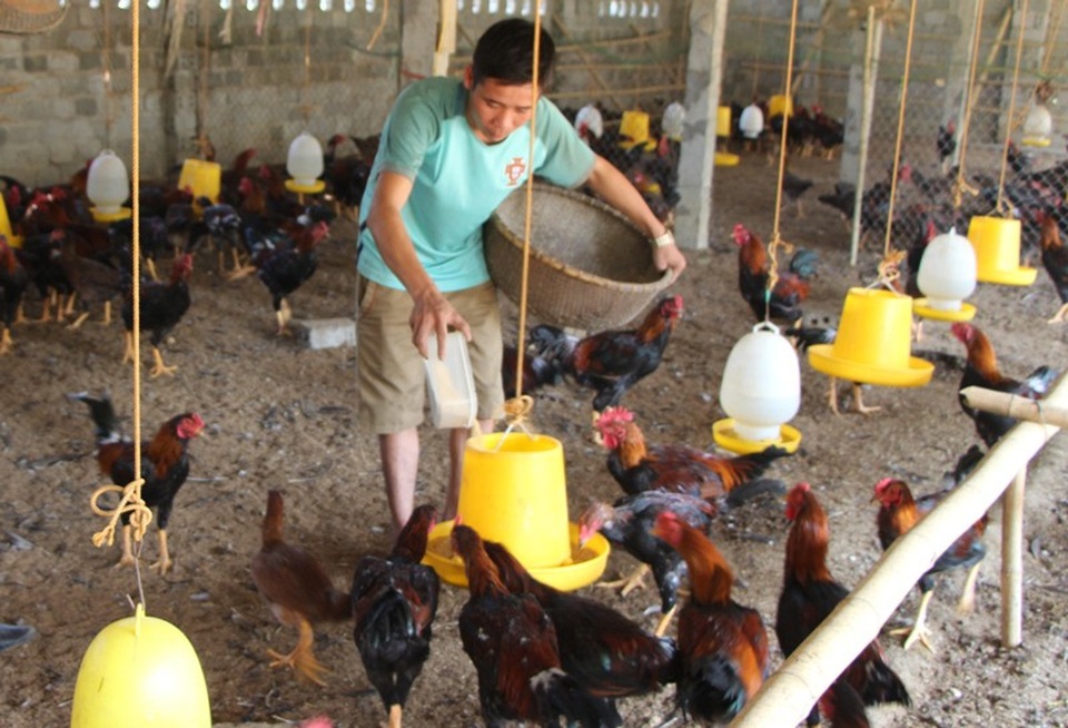 Cuối năm: Kiếm hàng trăm triệu nhờ nuôi gà... dưới đệm lót sinh học - 2 Mô hình nuôi gà dưới đệm lót sinh học của anh Hán đem lại thu nhập cao cho gia đình