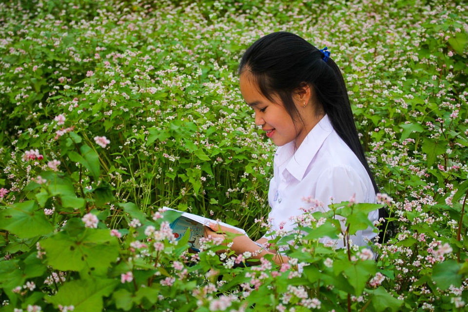 Cận cảnh vườn hoa tam giác mạch trên Cao Nguyên - 7 Hàng trăm người dân đổ xô đến vườn hoa tam giác mạch